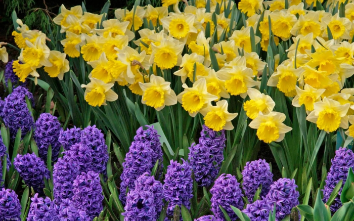 prachtvolle Frühlingsblumen, Narzissen und Hyazinthen, Farbenkontrast, Hintergrundbilder für Blumenliebhaber