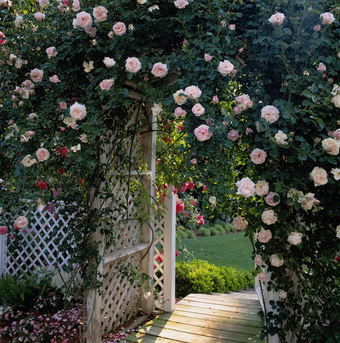 gartengestaltung kleine gärten, weißer gartenzaun dekoriert mit rosen, holzzaum