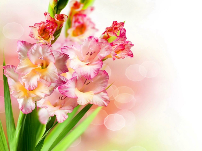 rosa-weiße Gladiolen, zarte Nuancen, wunderschöne Sommerblumen, Hintergrundbilder für Blumenliebhaber