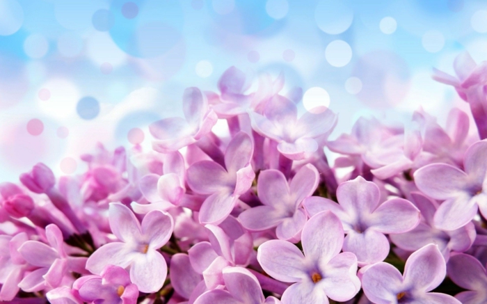 Hyazinthe, eine der schönsten Frühlingsblumen, rosafarbene Blüten, Hintergrundbild für Frühlingsstimmung