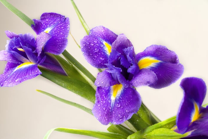Iris, Blumenarten von A bis Z, lila-gelbe Blüten, Hintergrundbilder für Blumenliebhaber