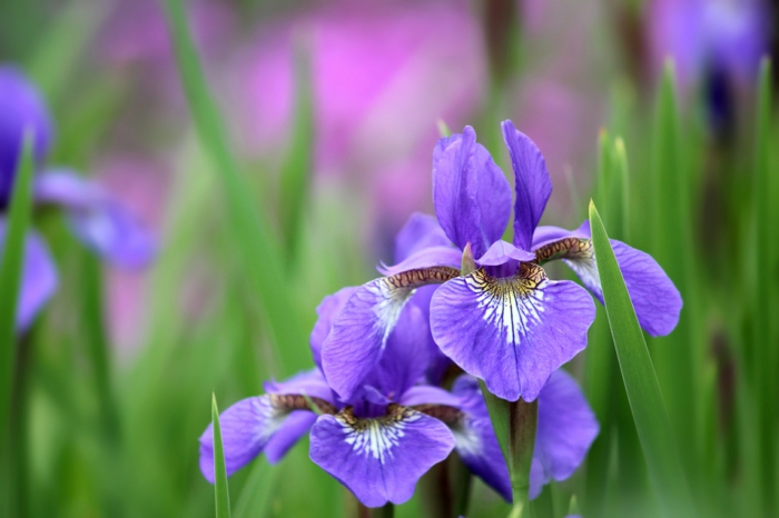 Bilder und Informationen zum Thema Blumenarten, Iris, lilafarbene Blüte, Natur genießen