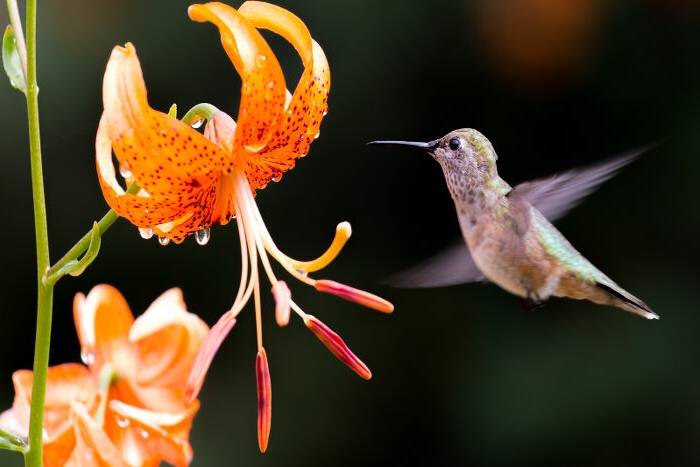 Iris und Kolibri, fantastische Hintergrundbilder lassen Sie die Natur spüren, orange Blüten
