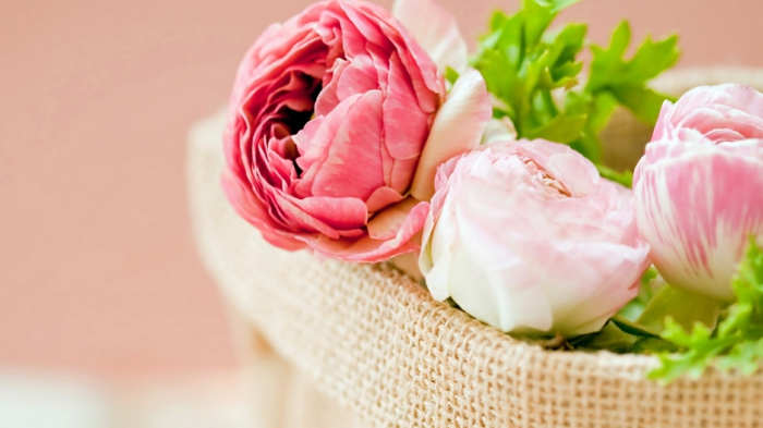 rosafarbene Kamelien im Korb, schönes Geschenk für die liebe Frau, große Blüten in verschiedenen Nuancen
