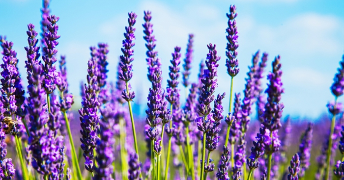 Hintergrundblumen für Blumenliebhaber, Lavendel, lila Felder, Natur spüren und genießen