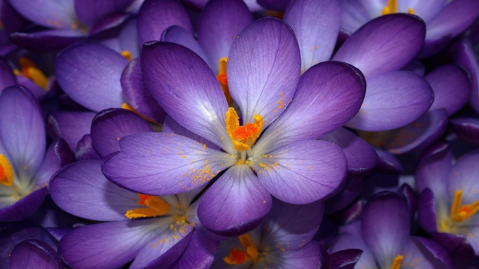 lila Krokusse, eine der schönsten Frühlingsblumen, Hintergrundbilder für Lila- und Blumenliebhaber