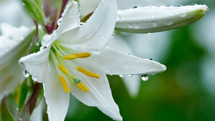 Blumenarten von A bis Z, Lilium, weiße Blüte mit Regentropfen darauf, Natur spüren und genießen