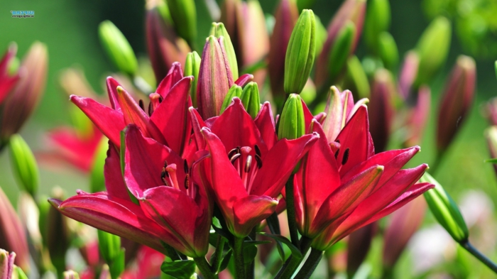 Blumenarten von A bis Z, Lilium, rote Blüten, eine der schönsten Sommerblumen, schöne Hintergrundbilder