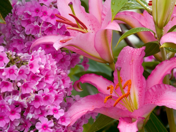 rosafarbene Sommerblumen, wunderschöne Blüten, Blumenarten von A bis Z, Hintergrundbild in Rosa