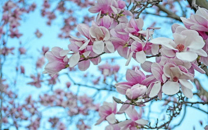 Magnolia, rosa-weiße Blüten, Blumenarten von A bis Z, prachtvolle Blütenzweige