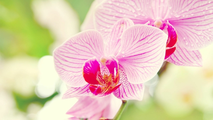 Orchidee, zarte, rosafarbene Blüte, Hintergrundbilder für Blumenliebhaber, die Blumenwelt genießen