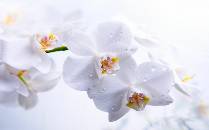 weiße Orchidee, weißer Hintergrund, zarte Blüten, die Blumenwelt genießen, Schönheiten für jede Jahreszeit
