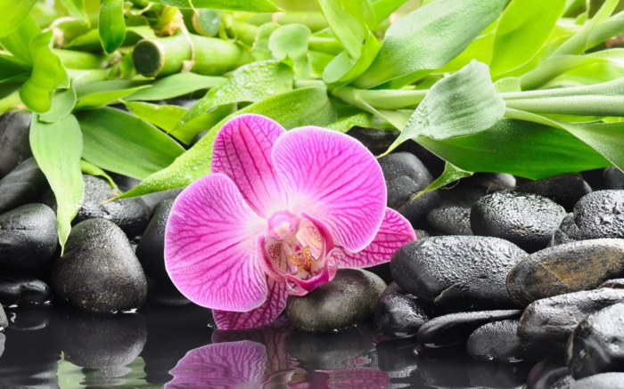 violette Orchidee, Bambus und kleine Steine im Hintergrund, Hintergrundbilder mit verschiedenen Blumenarten