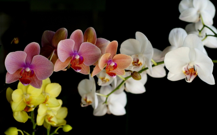 Orchideen in verschiedenen Nuancen- weiß, rosa, gelb, das perfekte Geschenk für die liebe Frau