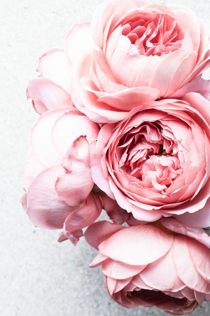 rosafarbene Pfingstrosen, Hintergrundbilder für Blumenliebhaber, die Blumenwelt kennenlernen
