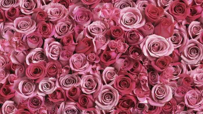 Rose- die Königin unter Blumen, wunderschöne Hintergrundbilder mit Blumen, die prachtvolle Blumenwelt