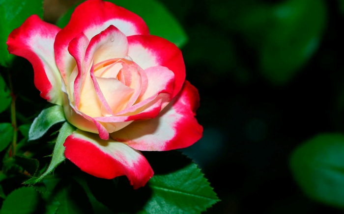 rot-weiße Rose, die Königin unter Blumen, die Blumenwelt kennenlernen, schöne Bilder zum Thema Blumenarten