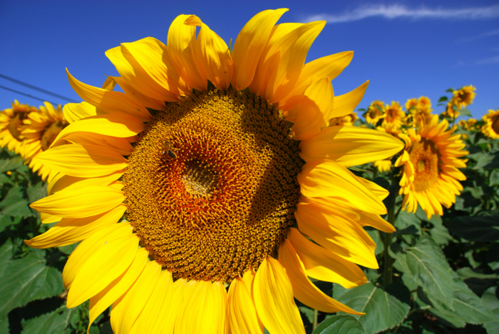 Sonnenblumen, mit einem fröhlichen Hintergrundbild Sommerstimmung nach Hause holen, Blumenarten von A bis Z