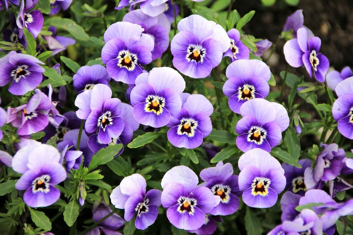 lilafarbene Veilchen, Balkonpflanzen, zahlreiche Blumenarten mit Bildern und Beschreibung