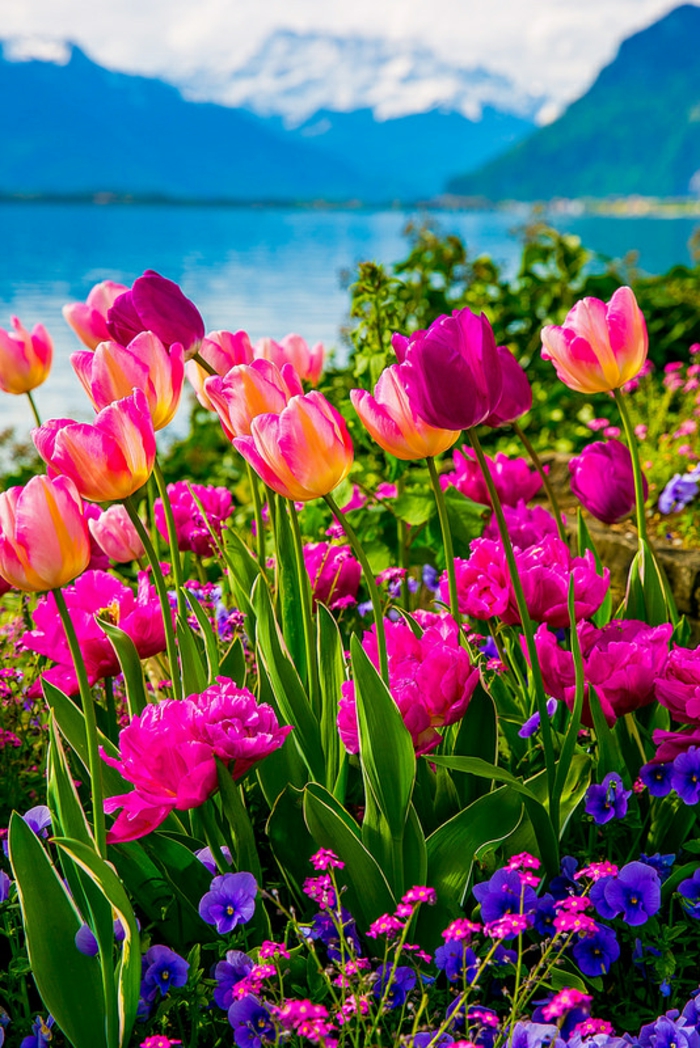 bunte Tulpen und Veilchen, See und Gebirge im Hintergrund, prachtvolle Landschaftsbilder, die Natur spüren