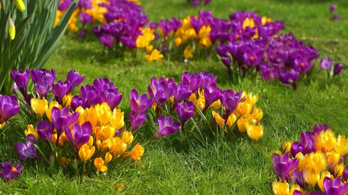 lilafarbene und gelbe Krokusse, eine der schönsten Frühlingsblumen, Frühlingsstimmung