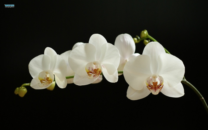 weiße Orchidee, schwarzer Hintergrund, zarte Blüten, die Blumenwelt kennenlernen