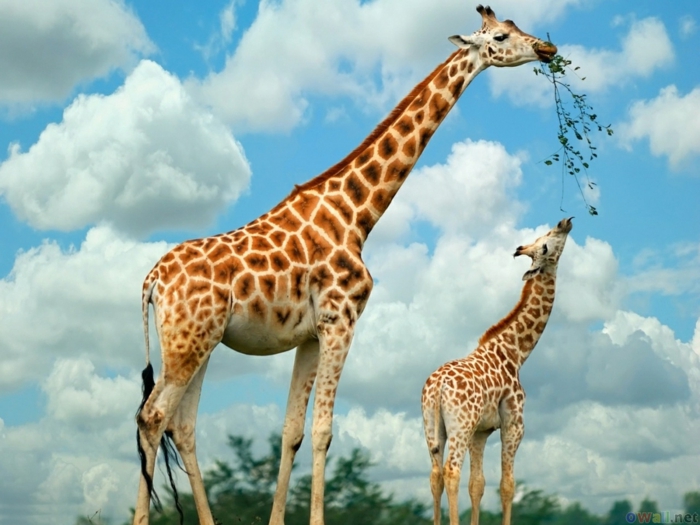 süße Tierbabys und ihre Eltern, Giraffen- Mama und Kind, Mutterliebe im Tierreich, fantastische Bilder