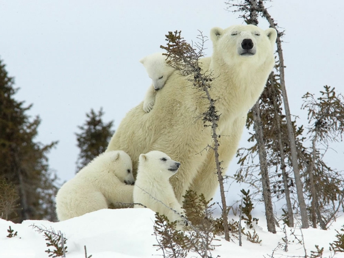 niedliche Tiere, Mutterliebe im Tierreich, süße Tierbabys und ihre Mama, Bärenfamilie, schöne Bilder