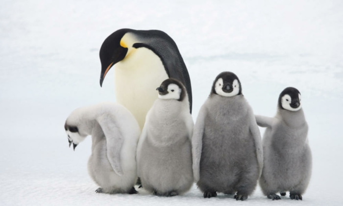 süße Pinguine- Mutter mit ihren Kindern, fantastische Bilder von niedlichen Tieren, Mutterliebe