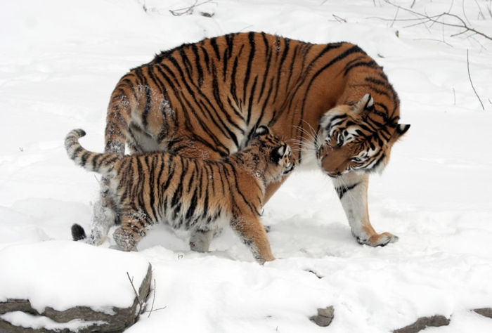 süßes Tierbaby und seine Mutter, Mutterliebe im Tierreich, Tigerbaby und Mama