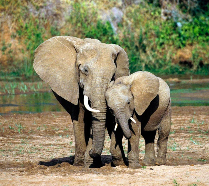 Elefanten- Baby und seine Mutter, Mutterliebe im Tierreich, niedliches Tierbaby, schöne Bilder