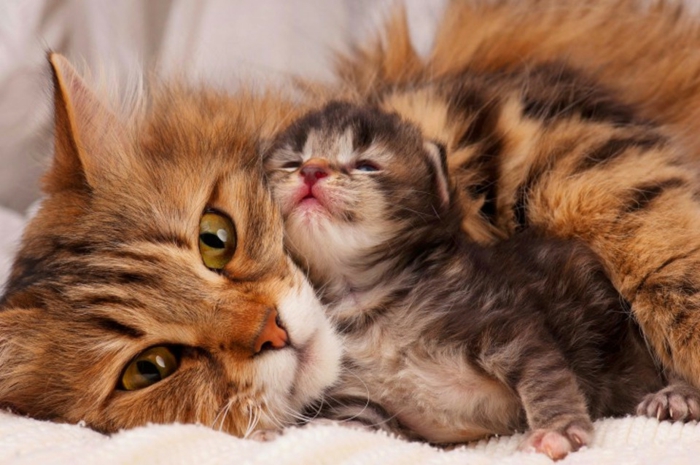Katzenbaby mit seiner Mama, niedliche Haustiere, Elternliebe in Tierreich, Tierbaby und Mutter
