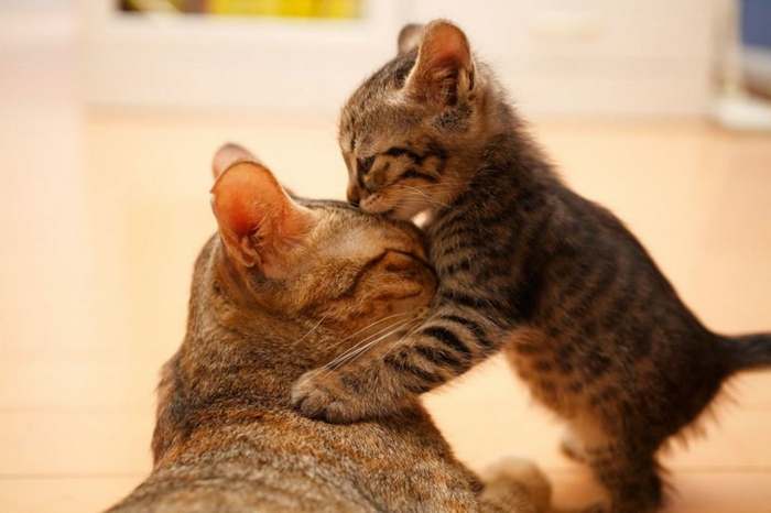 Katzenbaby mit seiner Mutter, süße Tierbilder, Tierbabys und ihre Mamas, niedliche Tiere