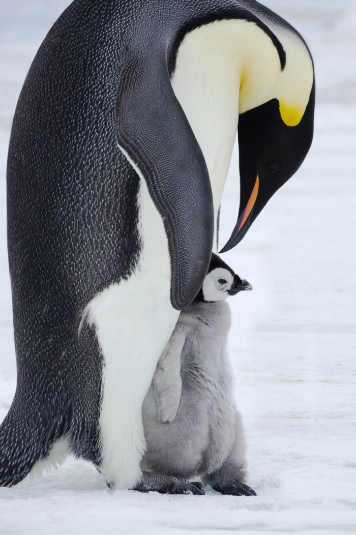 schöne Bilder von Tieren, Pinguine- Baby und Mutter, niedliche Tierbabys, Mutterliebe