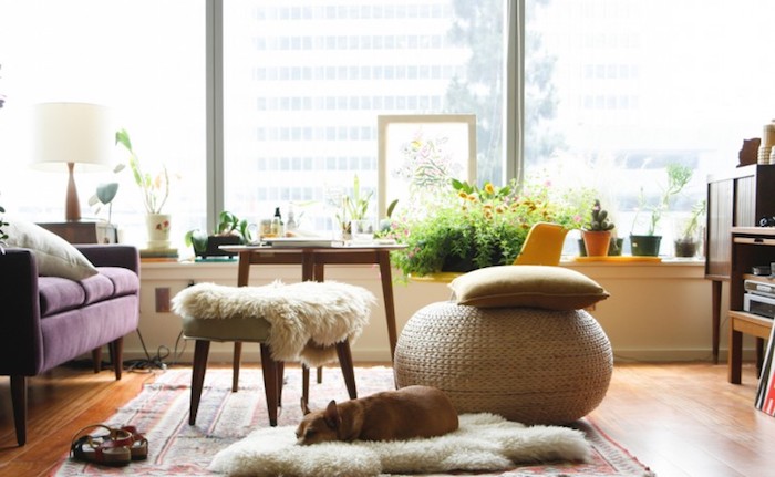 sitz kissen idee schlafender hund auf dem fellteppich designer möbel lila sofa große fenster