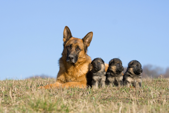Deutscher Schäferhund, Mama und ihre drei Babys, niedliche Tierbabys mit ihren Eltern