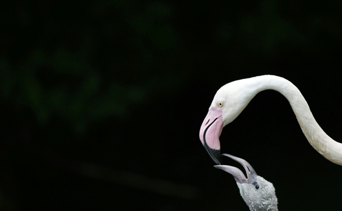 Flamingos- Mutter und Baby, Mutterliebe im Vogelreich, niedliche Tierbabys mit ihren Eltern