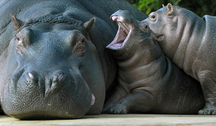 Flusspferden- Mutter und zwei Babys, tolle Tierbilder, Tierbabys mit ihren Eltern, Elternliebe im Tierreich