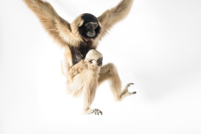 süße Gibbons- Mutter und Baby, niedliche Tierbabys mit ihren Eltern- fantastische Bilder