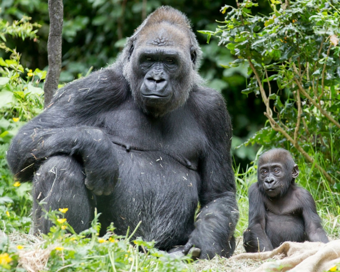 Gorillas- Mutter und Baby, süßes Tierbaby, Elternliebe im Tierreich, schöne Tierbilder