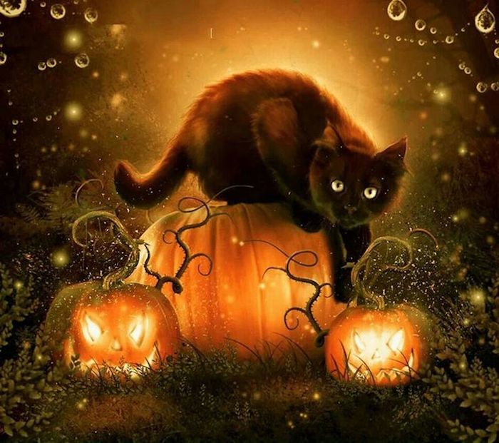 eine schwarze Katze und drei Kürbisse Spinnennetz mit Wassertropfen - Bilder Halloween