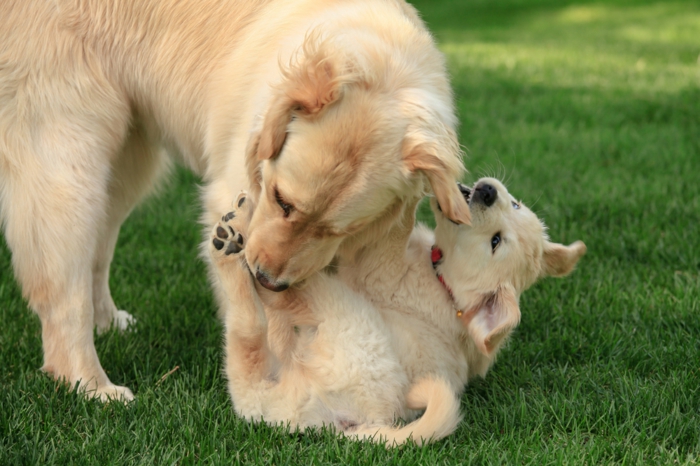 süßes Hundebaby spielt mit seiner Mutter, schöne Tierbilder, niedliche Tierbabys mit Eltern