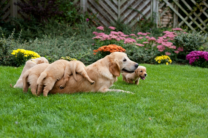 süße Hundebabys spielen mit ihrer Mutter im Garten, Mutterliebe im Tierreich, schöne Bilder