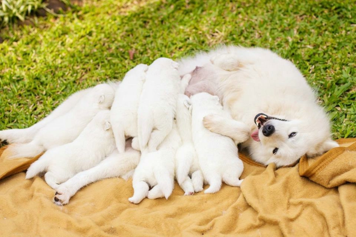 sieben süße Hundebabys spielen mit ihrer Mutter im Garten, niedliche Tiere- schöne Bilder