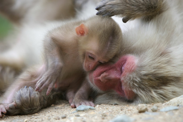 Japanmakak, Mutter und Baby, süße Affen, Elternliebe im Tierreich, fantastische Bilder