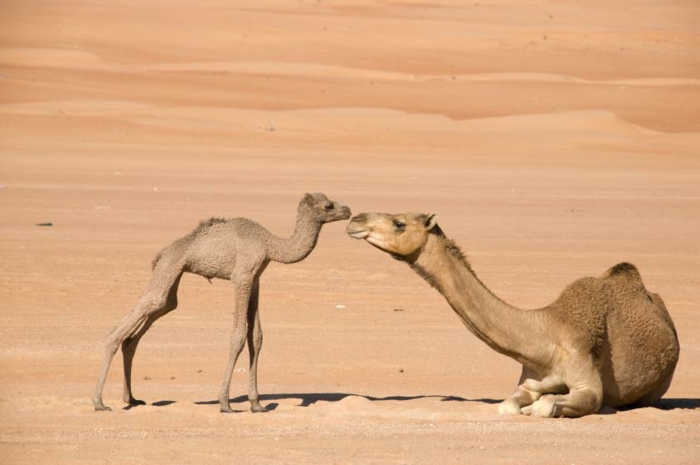 Kamele- Mutter und Baby, süßes Bild, niedliche Tierbabys mit ihren Eltern, Mutterliebe