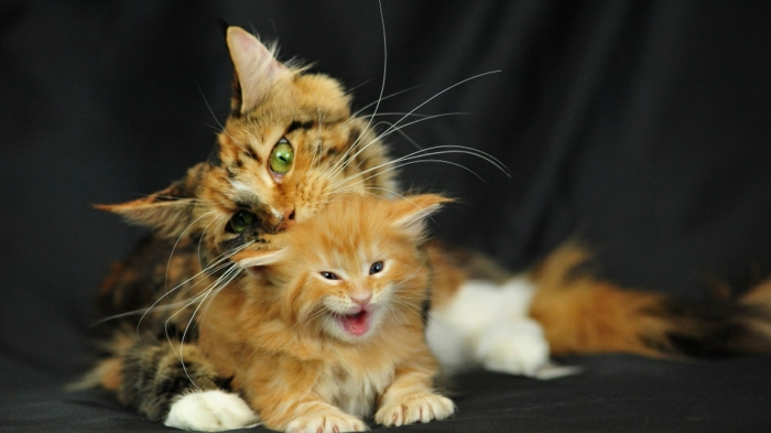 süßes Katzenbaby und seine Mutter, niedliche Tierbilder, Mutterliebe im Tierreich