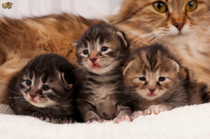Die süßesten Tierbabys der Welt, drei niedliche Katzenbabys und ihre Mutter, Mutterliebe im Tierreich