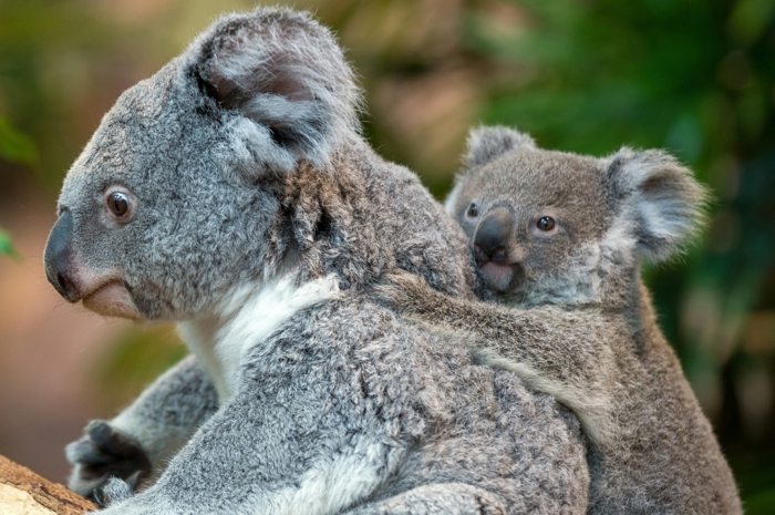 süße Koalas- Mutter und Baby, niedliche Tierbabys mit ihren Eltern, Elternliebe im Tierreich