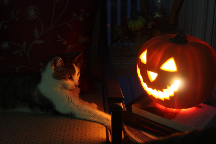 eine Katze betrachtet den gruseligen Kürbis - Halloween Bilder